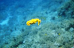 Seahorse in the Adriatic Sea by Andy Kutsch 